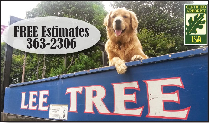 Lee Tree